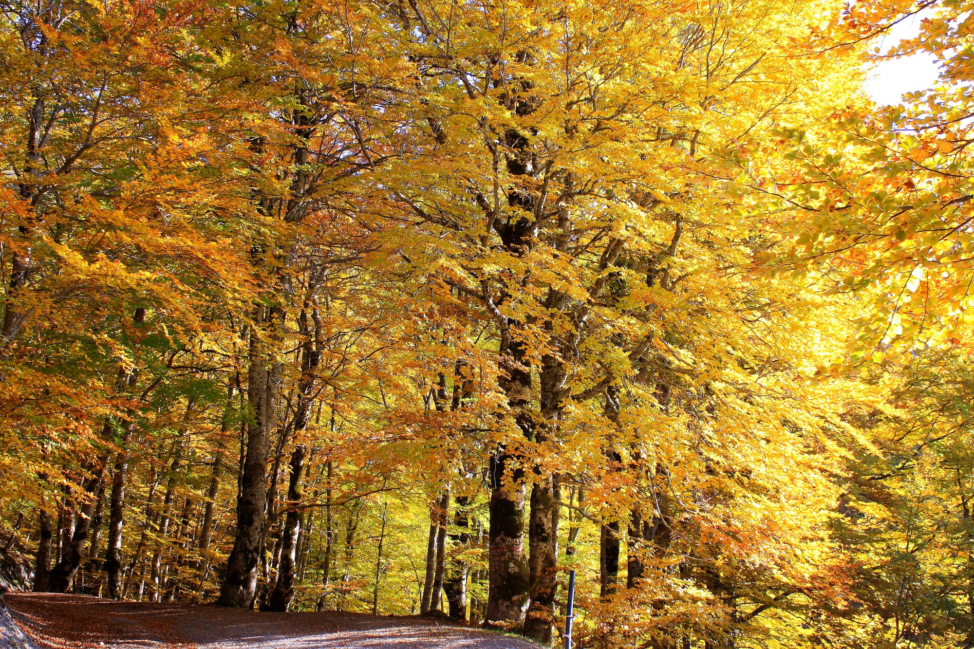Bosco del Pollino nei colori dell’autunno