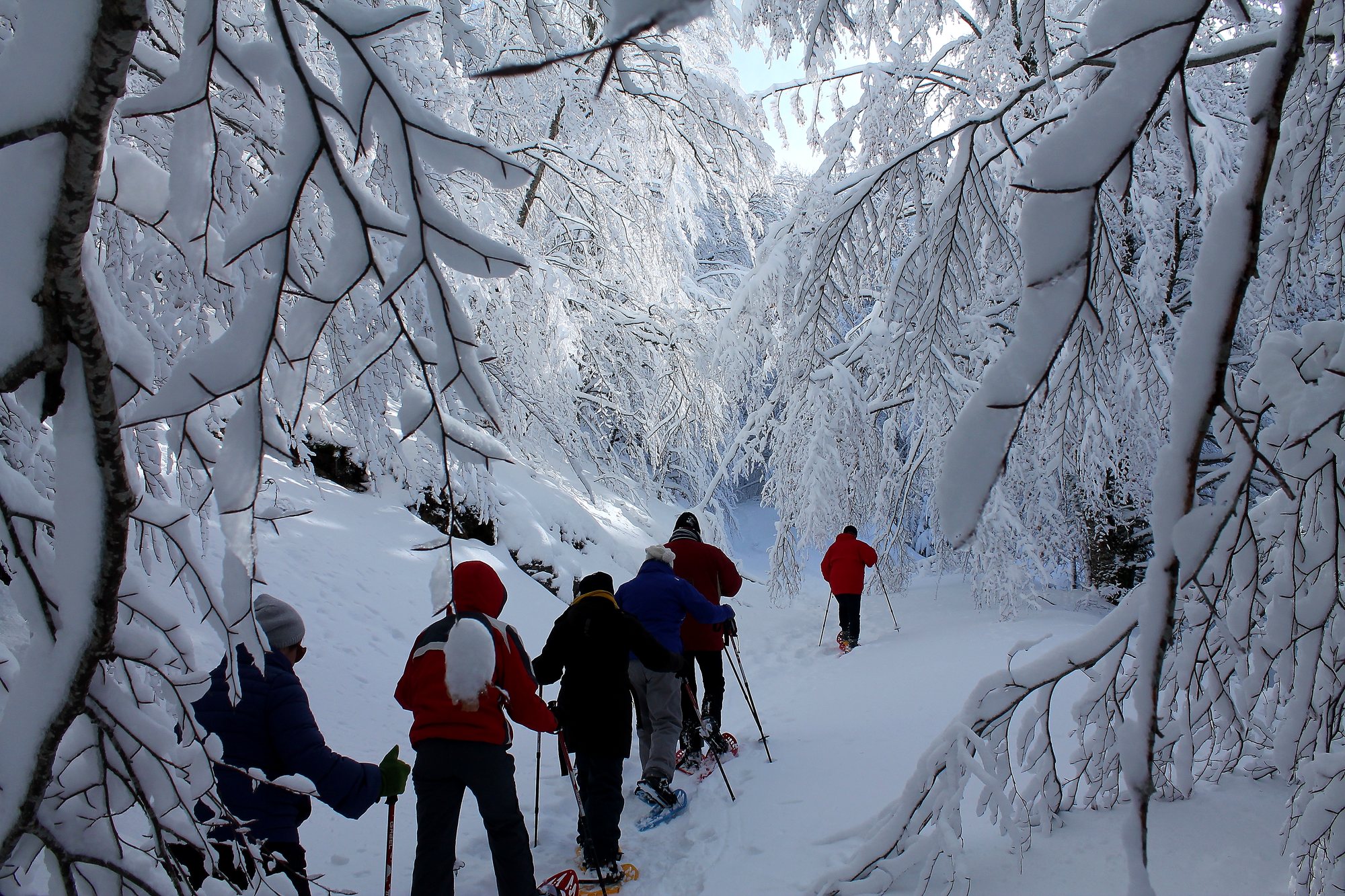 Ciaspolata nel bosco innevato del Pollino