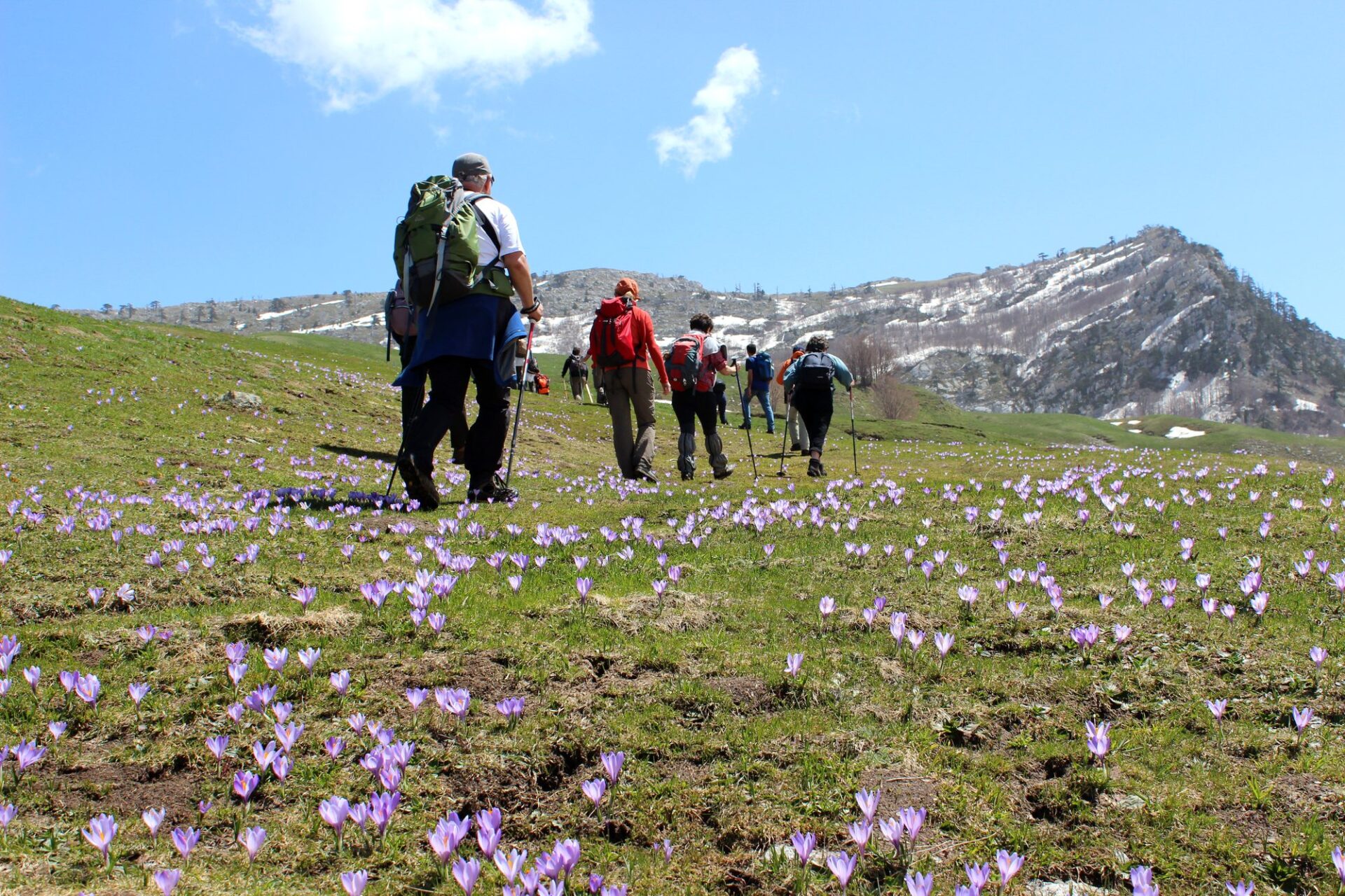Fioriture primaverili nel Parco Nazionale del Pollino