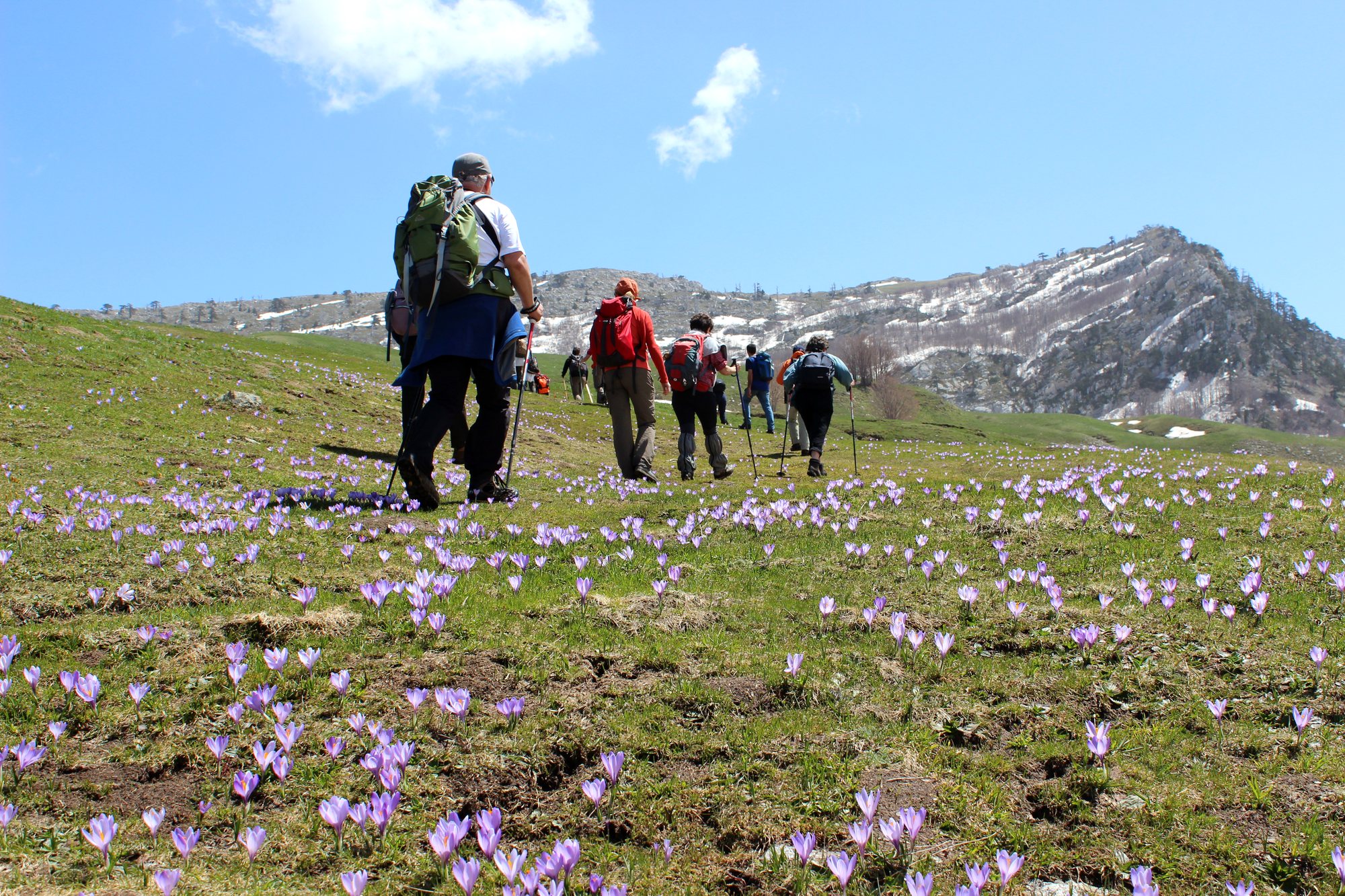Fioriture primaverili nel Parco Nazionale del Pollino